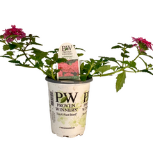 Load image into Gallery viewer, Proven Winners - Superbena - Coral Red