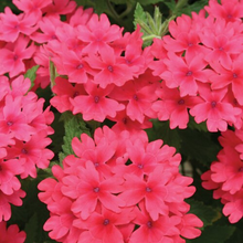 Load image into Gallery viewer, Proven Winners - Superbena - Coral Red