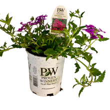 Load image into Gallery viewer, Proven Winners - Superbena - Pink Shades