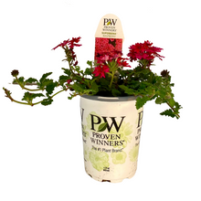 Load image into Gallery viewer, Proven Winners - Superbena - Raspberry