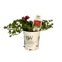 Load image into Gallery viewer, Proven Winners - Superbena - Red