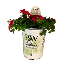 Load image into Gallery viewer, Proven Winners - Superbena - Royale Iced Cherry