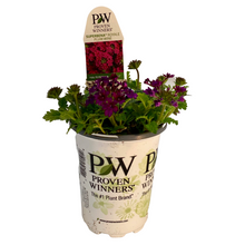 Load image into Gallery viewer, Proven Winners - Superbena - Royale Plum Wine