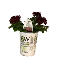 Load image into Gallery viewer, Proven Winners - Superbena - Royale Romance