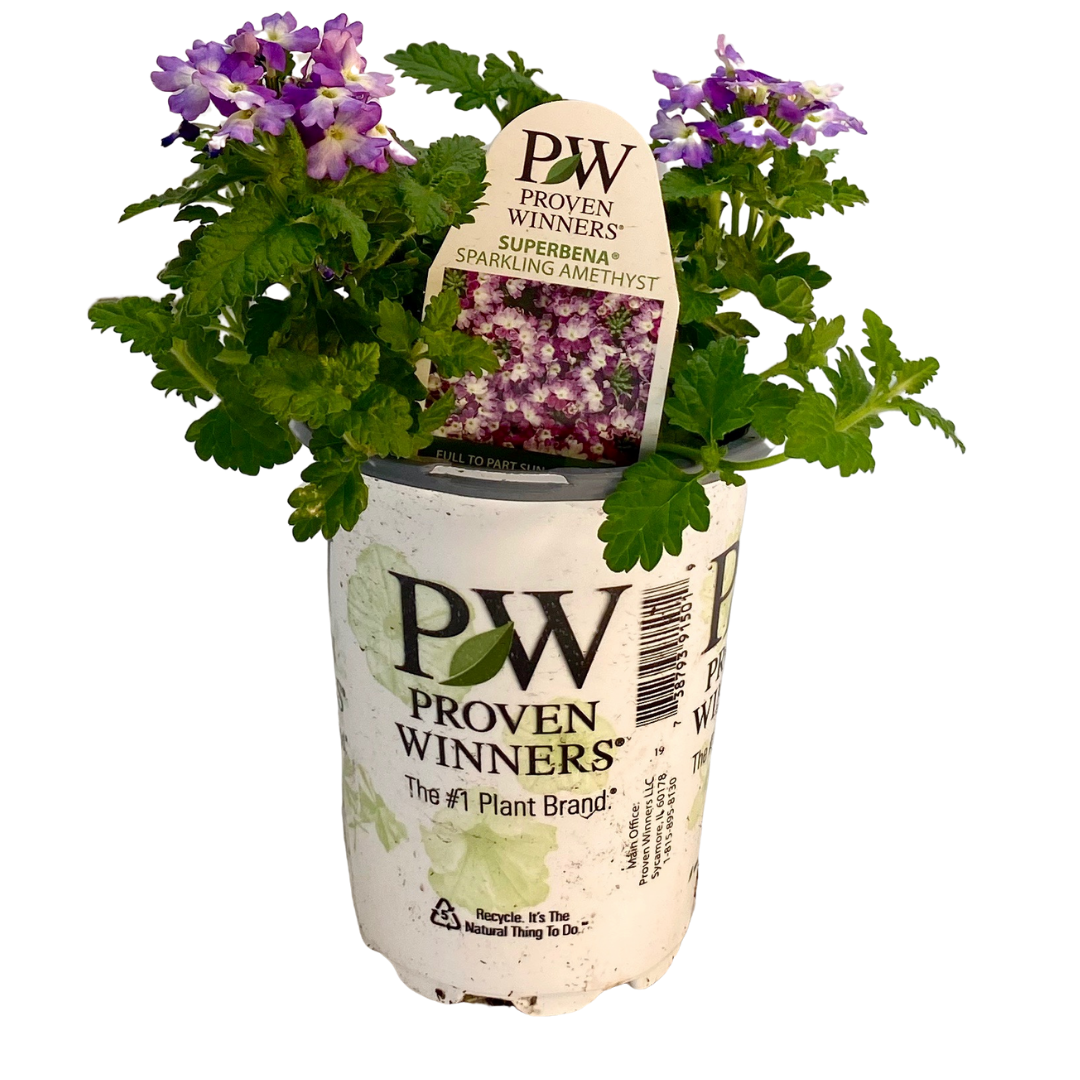 Proven Winners - Superbena - Sparkling Amethyst – A&M Seasonal Corner