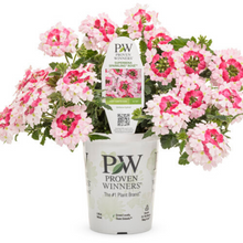 Load image into Gallery viewer, Proven Winners - Superbena - Sparkling Rose