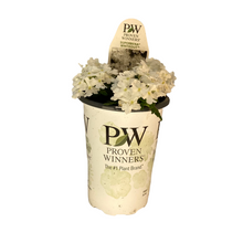 Load image into Gallery viewer, Proven Winners - Superbena - Whiteout