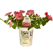 Load image into Gallery viewer, Proven Winners - Supertunia - Bermuda Beach