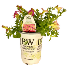 Load image into Gallery viewer, Proven Winners - Supertunia - Daybreak Charm