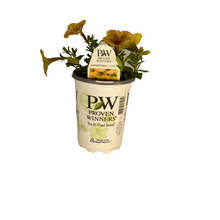 Load image into Gallery viewer, Proven Winners - Supertunia - Honey