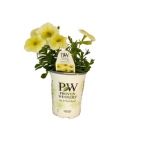 Load image into Gallery viewer, Proven Winners - Supertunia - White