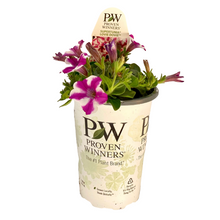 Load image into Gallery viewer, Proven Winners - Supertunia - Love Dovie