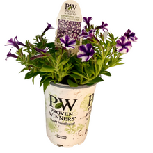 Load image into Gallery viewer, Proven Winners - Supertunia - Mini Vista - Violet Star