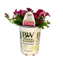 Load image into Gallery viewer, Proven Winners - Supertunia - Mini Vista - Hot Pink