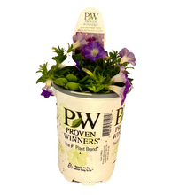 Load image into Gallery viewer, Proven Winners - Supertunia - Mini Vista - Morning Glory