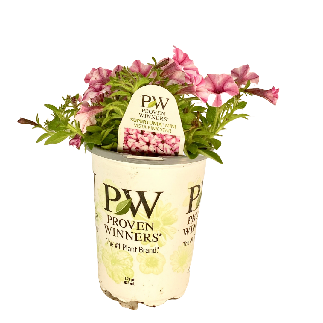 Proven Winners - Supertunia - Mini Vista - Pink Star – A&M