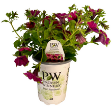 Load image into Gallery viewer, Proven Winners - Supertunia - Picasso In Purple