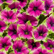 Load image into Gallery viewer, Proven Winners - Supertunia - Picasso In Purple
