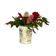 Load image into Gallery viewer, Proven Winners - Supertunia - Really Red