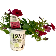 Load image into Gallery viewer, Proven Winners - Supertunia - Royal Magenta