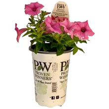Load image into Gallery viewer, Proven Winners - Supertunia - Vista - Bubblegum