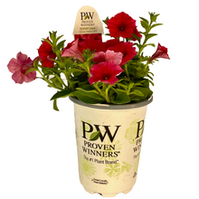 Load image into Gallery viewer, Proven Winners - Supertunia - Vista - Paradise