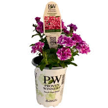 Load image into Gallery viewer, Proven Winners - Supertunia - Double - Sharon