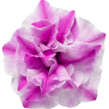 Load image into Gallery viewer, Proven Winners - Supertunia - Double - Sharon