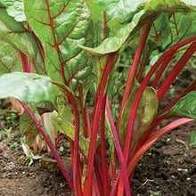 Load image into Gallery viewer, Swiss Chard Plant 4.5” Pot