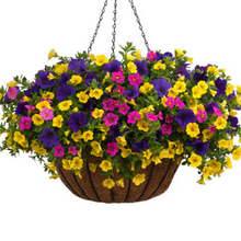 Load image into Gallery viewer, Proven Winners - Recipe - The North Shore