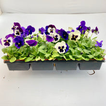 Load image into Gallery viewer, Pansy - Matrix Mix