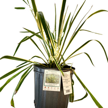 Load image into Gallery viewer, Yucca Bright Edge