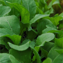 Load image into Gallery viewer, Arugula Plant