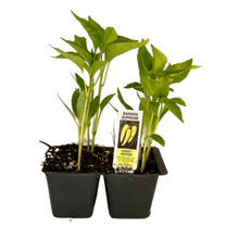 Load image into Gallery viewer, Banana Supreme Sweet Pepper 4 Plant Cell Pack