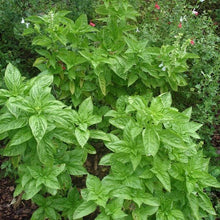 Load image into Gallery viewer, Basil 4 Plant Cell Pack