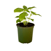 Load image into Gallery viewer, Basil Plant 4 ½” Pot
