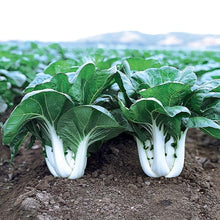 Load image into Gallery viewer, Bok Choy Plant 4.5” Pot