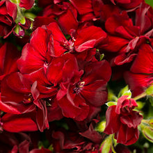 Load image into Gallery viewer, Proven Winners - Geranium - Boldly Burgundy