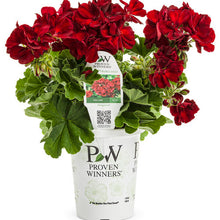 Load image into Gallery viewer, Proven Winners - Geranium - Boldly Burgundy