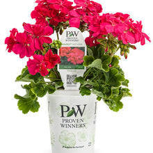 Load image into Gallery viewer, Proven Winners - Geranium - Boldly Hot Pink