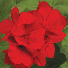Load image into Gallery viewer, Proven Winners - Geranium - Boldly Dark Red
