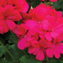 Load image into Gallery viewer, Proven Winners - Geranium - Boldly Hot Pink