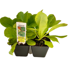 Load image into Gallery viewer, Boston - Lettuce 4 Plant Cell Pack