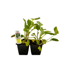 Load image into Gallery viewer, Broccoli 4 Plant Cell Pack