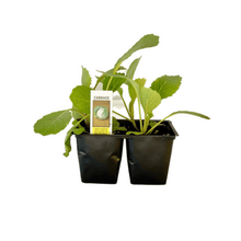Load image into Gallery viewer, Cabbage 4 Plant Cell Pack