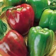 Load image into Gallery viewer, California Wonder Pepper Plant 4.5” Pot