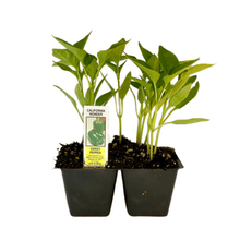 Load image into Gallery viewer, California Wonder Pepper 4 Plant Cell Pack