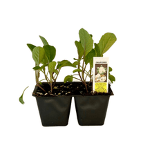 Load image into Gallery viewer, Cauliflower 4 Plant Cell Pack