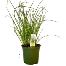 Load image into Gallery viewer, Chives Plant 4.5” Pot