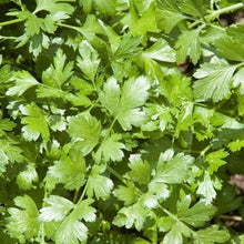 Load image into Gallery viewer, Cilantro Plant 4.5” Pot